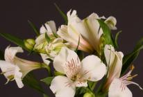 Альстромерия: лучшие сорта и тонкости выращивания Альстромерия посадка уход сроки цветения