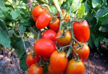 Помидоры - лучшие низкорослые сорта для открытого грунта Самые урожайные помидоры